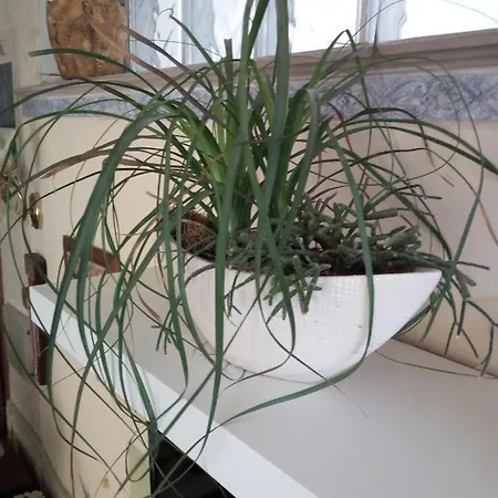 Semesterbostad Villetta Orchidea