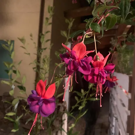 فندق ميغاني سبياغيا 2*