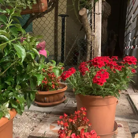 ميغاني سبياغيا 2*