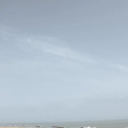 Gabbiano Rimini