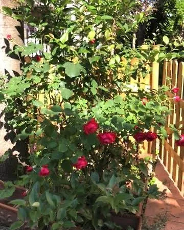 Sun Garden House * Rimini