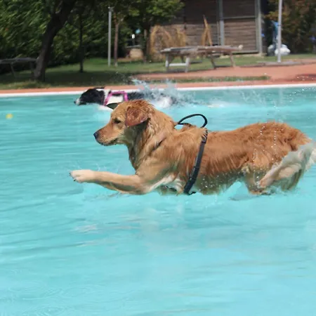 Hotel Pet Virginia - Per Cani 3*