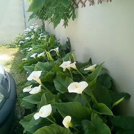 Goldene Rose Hotel